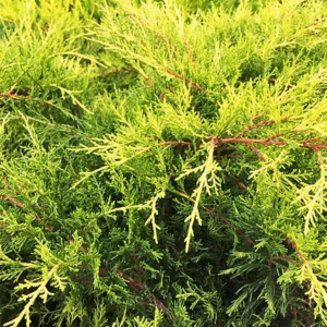 Juniperus media 'Gold Star’ jałowiec pośredni 'Gold Star’ bonsai (średnica 100-120 cm) WYPRZEDAŻ