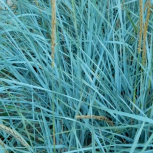 Leymus arenarius wydmuchrzyca piaskowa