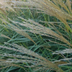 Miscanthus sinensis 'Adagio' miskant chiński 'Adagio'