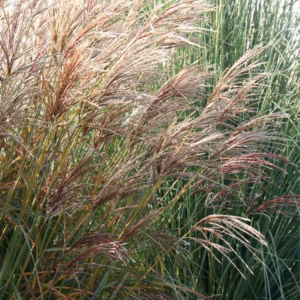 Miscanthus sinensis 'Ferner Osten' miskant chiński 'Ferner Osten'