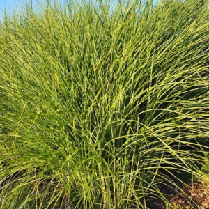 Miscanthus sinensis 'Gracillimus' miskant chiński 'Gracillimus'
