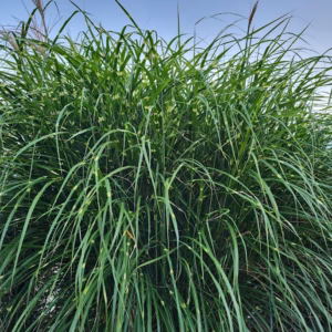 Miscanthus sinensis 'Strictus' miskant chiński 'Strictus'