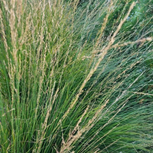 Molinia caerulea 'Moorhexe' trzęślica modra 'Moorhexe'