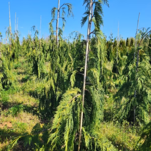 Chamaecyparis nootkatensis 'Pendula' cyprysik nutkajski 'Pendula'