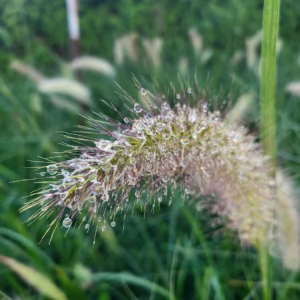 Pennisetum alopecuroides  'Viridescens' rozplenica japońska 'Viridescens'