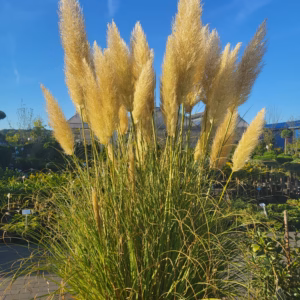 Cortaderia selloana 'Pumila' trawa pampasowa 'Pumila'