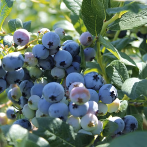 Vaccinium corymbosum 'Bluegold' borówka wysoka 'Bluegold'