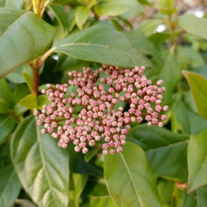 Viburnum tinus kalina wawrzynowata
