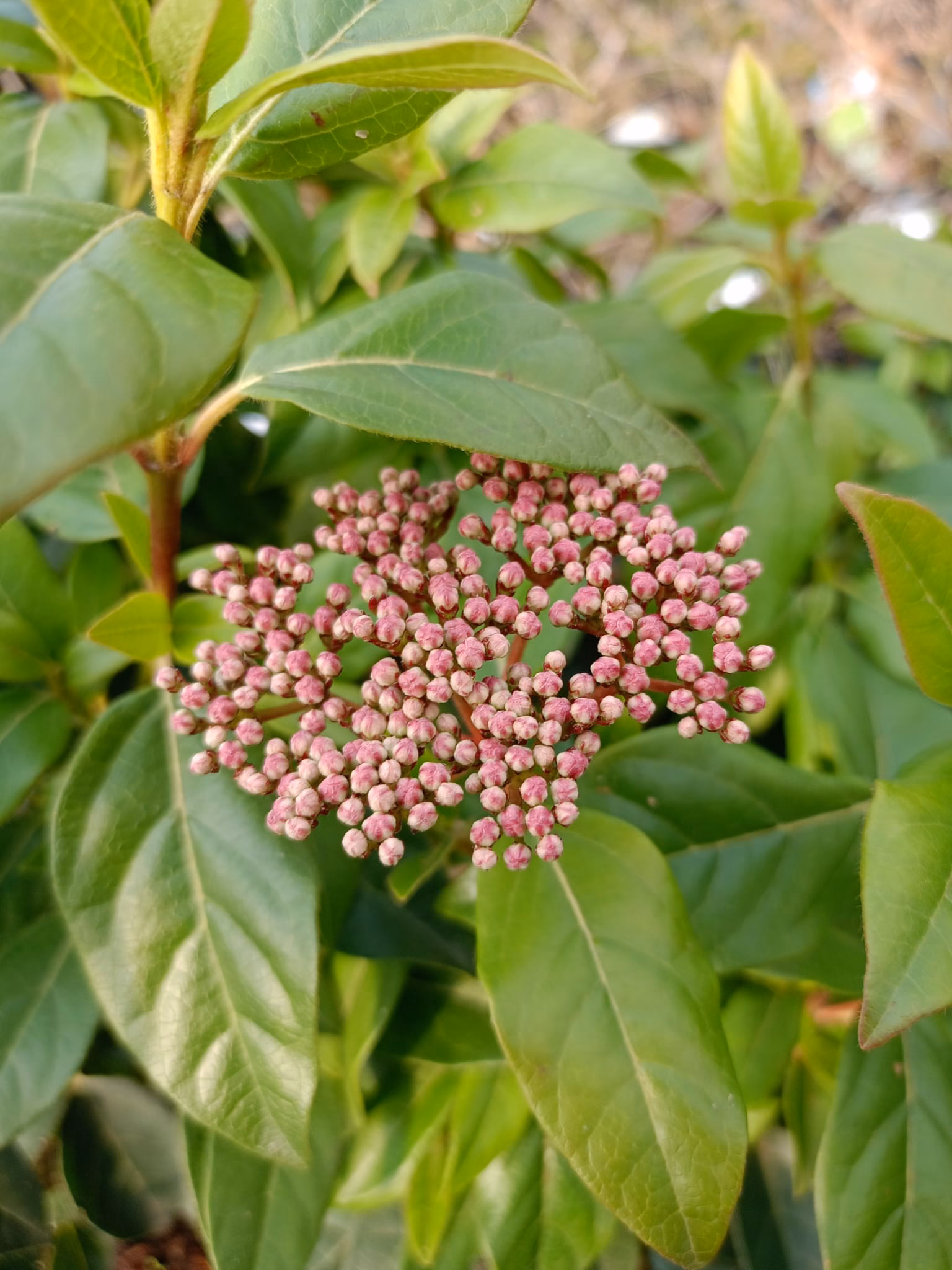viburnum tinus3