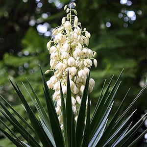Yucca filamentosa juka karolińska