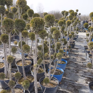 Thuja occidentalis 'Smaragd’ żywotnik zachodni 'Smaragd’ forma prowadzona 4/7 kul (wys. 140-160 cm)