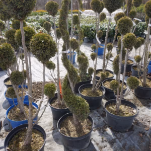 Thuja occidentalis 'Smaragd’ żywotnik zachodni 'Smaragd’ forma prowadzona 4/7 kul (wys. <100 cm)