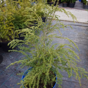 Tsuga canadensis choina canadensis (wys. 60-80 cm)