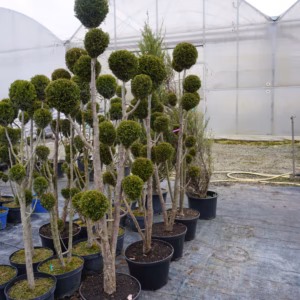Thuja occidentalis 'Smaragd’ żywotnik zachodni 'Smaragd’ forma prowadzona 4/7 kul (wys. 200 cm +)