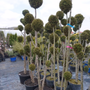 Thuja occidentalis 'Smaragd’ żywotnik zachodni 'Smaragd’ forma prowadzona 4/7 kul (wys. 170-200 cm)