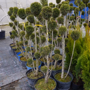 Thuja occidentalis 'Smaragd’ żywotnik zachodni 'Smaragd’ forma prowadzona 4/7 kul (wys. 100-130 cm)