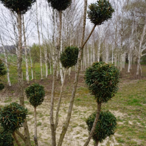 Taxus ×media 'Hicksii’ cis pośredni 'Hicksii’ bonsai (wys. 160-180 cm / 8-15 kul)