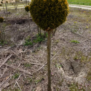 Thuja occidentalis 'Janed Gold’ PBR (Golden Smaragd) żywotnik zachodni 'Janed Gold’ (Golden Smaragd) PBR forma prowadzona na pniu-kula (wys. 110-120cm)