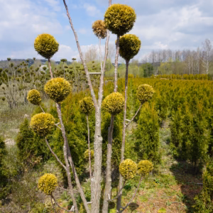 Thuja occidentalis 'Janed Gold’ PBR (Golden Smaragd) żywotnik zachodni 'Janed Gold’ PBR (Golden Smaragd) forma prowadzona 8/20 kul (170-200 cm)