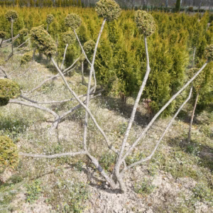 Taxus × media 'Densiformis’ cis pośredni 'Densiformis’ bonsai (średnica kuli: 20-30 cm) UWAGI – CENA MIERZONA ZA KAŻDĄ KULĘ