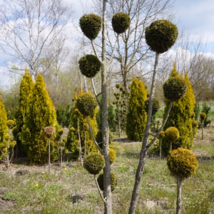 Thuja occidentalis 'Smaragd’ żywotnik zachodni 'Smaragd’ forma prowadzona 8/20 kul (wys. 170-200 cm)