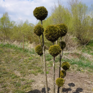 Thuja occidentalis 'Smaragd’ żywotnik zachodni 'Smaragd’ forma prowadzona 8/20 kul (wys. 140-160 cm)