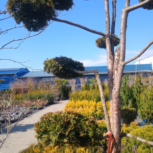 Taxus baccata ‘Dovastoniana’ cis pospolity ‘Dovastoniana’ bonsai (wys. 160-180 cm/ 8-15 talerzy)