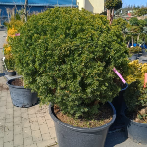 Taxus ×media 'Hicksii’ cis pośredni 'Hicksii’ kula (wys. 50-70 cm)