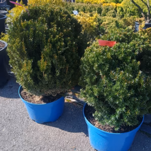 Taxus ×media 'Hicksii’ cis pośredni 'Hicksii’ kula (wys. 40-50 cm)