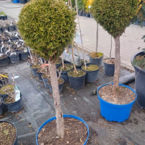Thuja occidentalis 'Smaragd’ żywotnik zachodni 'Smaragd’ forma prowadzona na pniu-kula (wys. 80-90 cm)