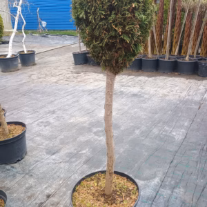 Thuja occidentalis 'Smaragd’ żywotnik zachodni 'Smaragd’ forma prowadzona na pniu-kula (wys. 110-120 cm) cm)