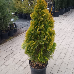 Thuja occidentalis 'Janed Gold’ PBR (Golden Smaragd) żywotnik zachodni 'Janed Gold’ PBR (Golden Smaragd) (wys. 80-100 cm)