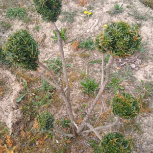 Taxus ×media 'Hicksii’ cis pośredni 'Hicksii’ bonsai (wys. 70-90 cm  / 4-7 kul)