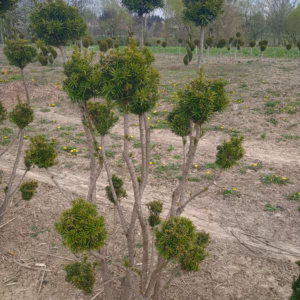 Taxus × media 'Densiformis’ cis pośredni 'Densiformis’ bonsai (średnica: 100-120 cm/ 8-15 kul)