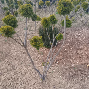 Taxus × media 'Densiformis’ cis pośredni 'Densiformis’ bonsai (średnica: 130-150 cm / 4-7 kul)