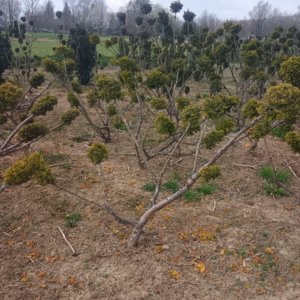Taxus × media 'Densiformis’ cis pośredni 'Densiformis’ bonsai (średnica: 190-210 cm / 4-7 kul)