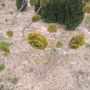 Taxus × media 'Densiformis’ cis pośredni 'Densiformis’ bonsai (średnica 60 cm + / 4-7 kul)