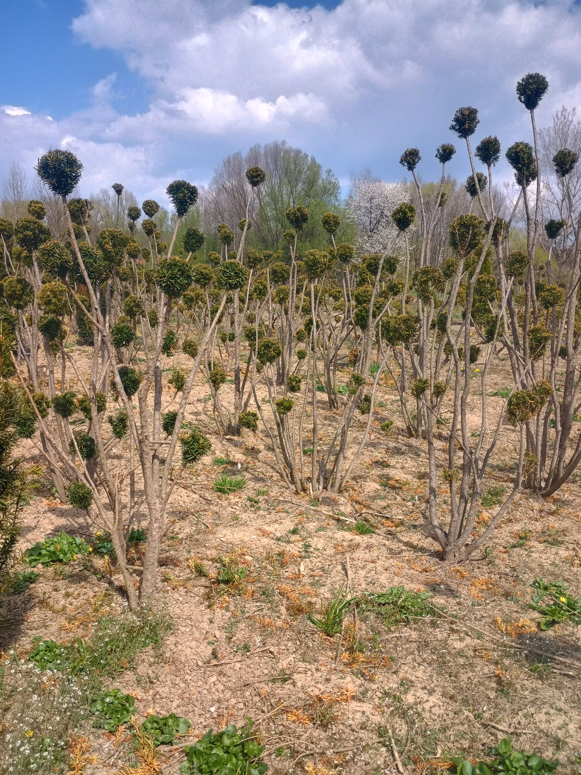 IMG_20260417_124156969_HDR