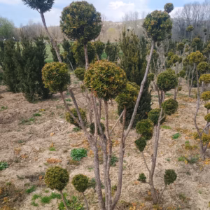 Taxus × media 'Densiformis’ cis pośredni 'Densiformis’ bonsai (średnica: 130-150 cm/ 8-15 kul)