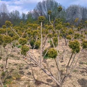 Taxus × media 'Densiformis’ cis pośredni 'Densiformis’ bonsai (średnica: 220-250 cm / 4-7 kul)