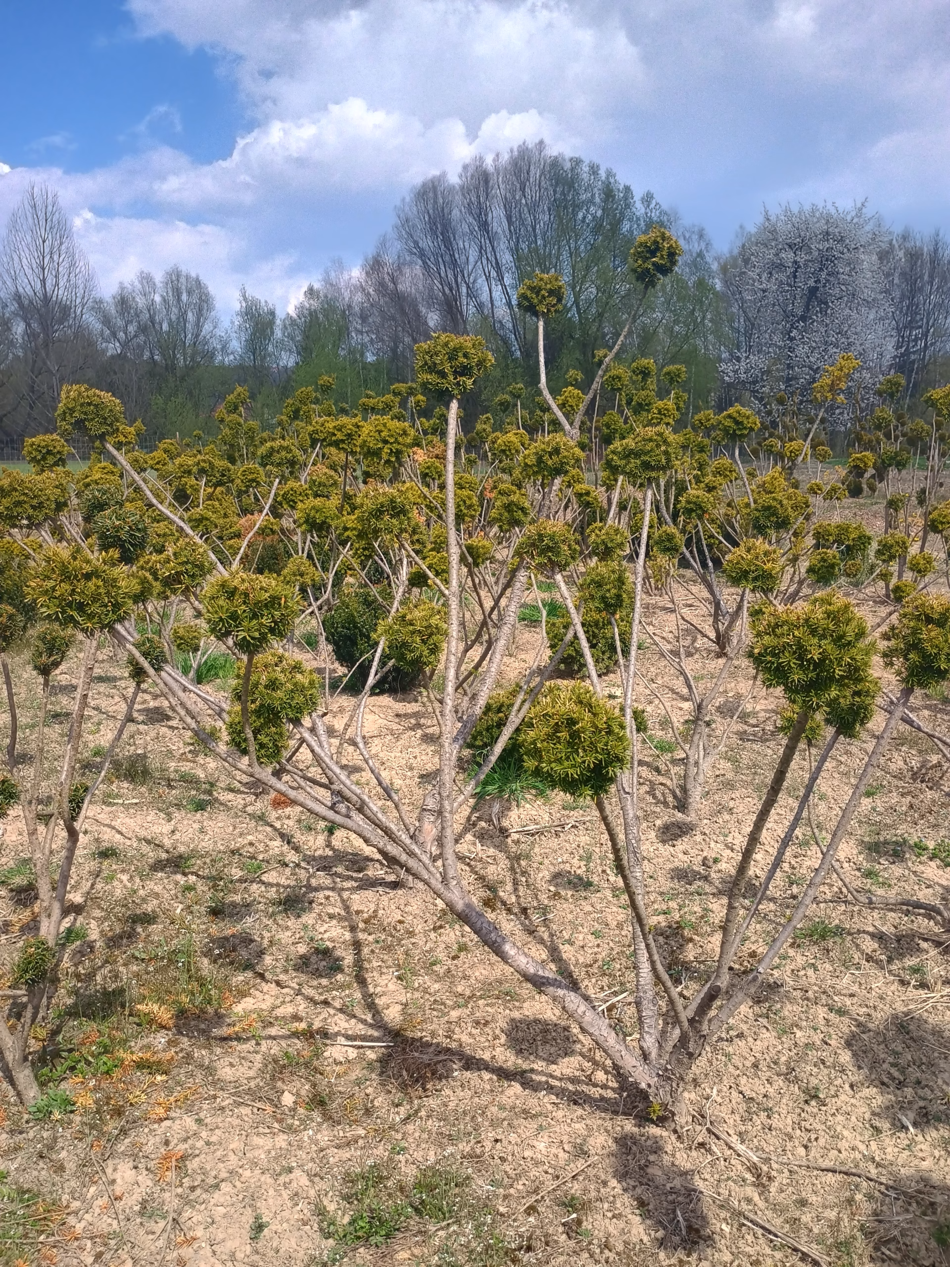 IMG_20260417_124306379_HDR