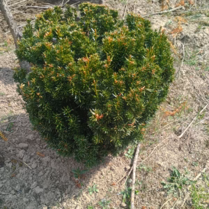 Taxus × media 'Densiformis’ cis pośredni 'Densiformis’ kula (wys. 40-50 cm)
