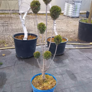 Thuja occidentalis 'Smaragd’ żywotnik zachodni 'Smaragd’ forma prowadzona 8/20 kul (wys. 100-130 cm)