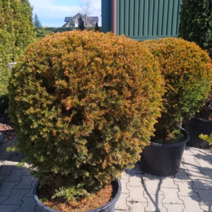 Taxus × media 'Densiformis’ cis pośredni 'Densiformis’ kula (wys. 50-70 cm)