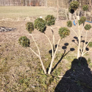 Taxus ×media 'Hicksii’ cis pośredni 'Hicksii’ bonsai (wys. 100-120 cm / 4-7 kul)