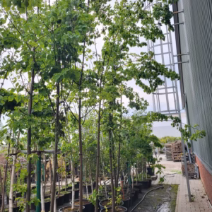 Tilia cordata lipa drobnolistna (obw. pnia 4-6 cm)