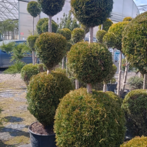 Thuja occidentalis 'Smaragd’ żywotnik zachodni 'Smaragd’ forma prowadzona 2/3 kule (wys. 180-200 cm)
