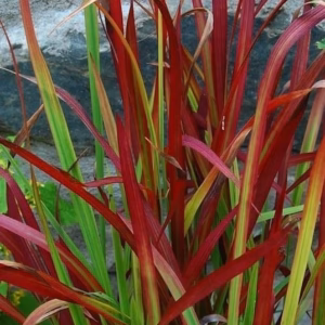 Imperata cylindrica 'Red Baron' imperata cylindryczna 'Red Baron'