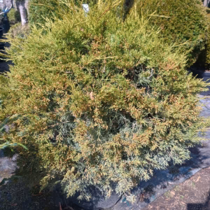 Juniperus chinensis 'Kuriwao Gold’ jałowiec chiński 'Kuriwao Gold’ kula (wys. 60 cm) WYPRZEDAŻ