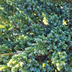 Juniperus squamata 'Meyeri’ jałowiec łuskowaty 'Meyeri’ (średnica 160-200 cm)